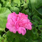 卡萨帝若昂埃内斯 - 阿范夫住宅酒店 乡村民宿 阿菲菲
