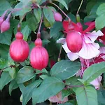 卡萨帝若昂埃内斯 - 阿范夫住宅酒店 乡村民宿