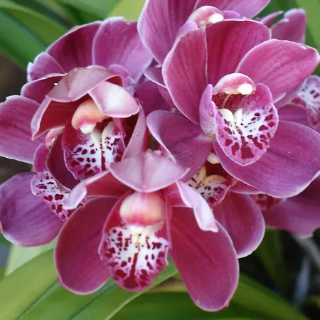 Casa D' Joao Enes - Landhuis