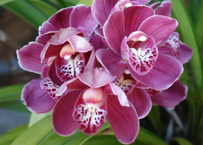 Casa D' Joao Enes - Landhuis