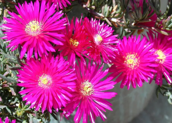 卡萨帝若昂埃内斯 - 阿范夫住宅酒店 *