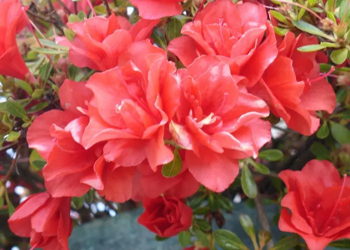 乡村民宿 卡萨帝若昂埃内斯 - 阿范夫住宅酒店