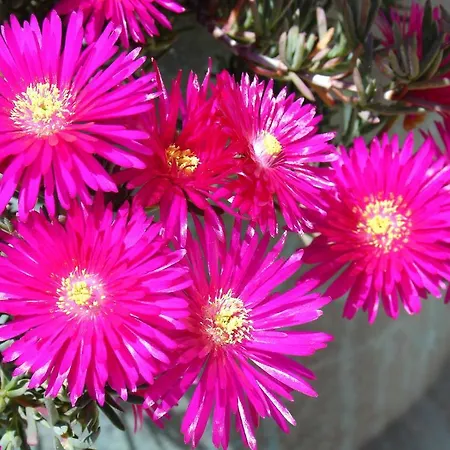 Casa D' Joao Enes - *