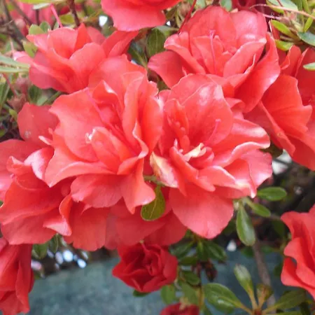 Venkovský dům Casa D' Joao Enes -