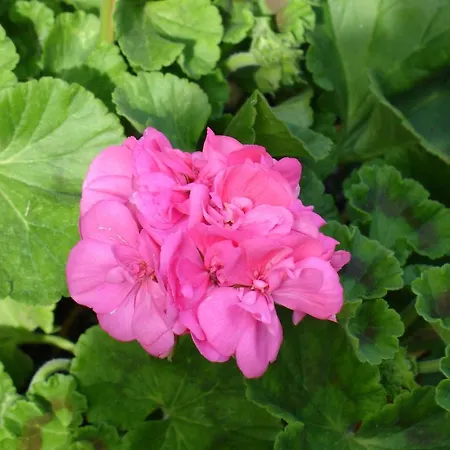 Casa D' Joao Enes - Venkovský dům Afife