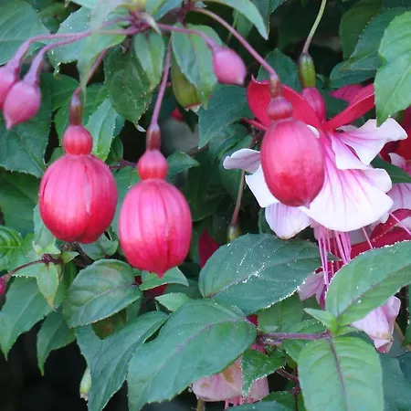 Casa D' Joao Enes - Hétvégi ház