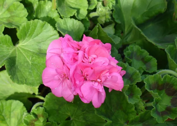 Casa D' Joao Enes - Casa rural Afife