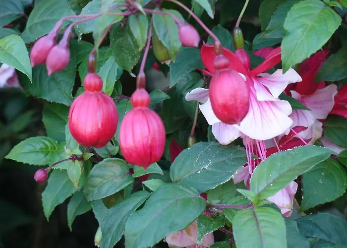 Casa D' Joao Enes - Casa rural
